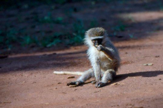 Uganda223 Vervet Monkey - Chlorocebus pygerythrus - Budongo Forest