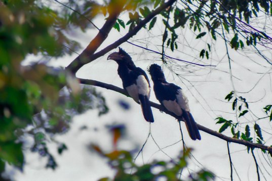 Uganda225 Black-and-white-casqued Hornbill - Bycanistes subcylindricus - Mabira