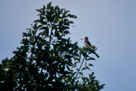 Uganda228 Congo Pied Hornbill - Lophoceros fasciatus - Mabira