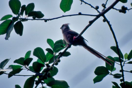 Uganda232 Speckled Mousebird - Colius striatus - Mabira