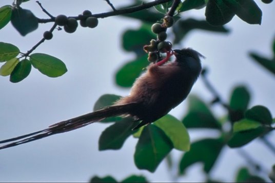 Uganda234 Speckled Mousebird - Colius striatus - Mabira