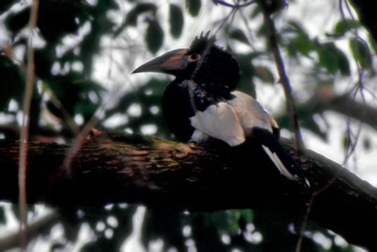 Uganda265 Black-and-white-casqued Hornbill - Bycanistes subcylindricus - Mabira