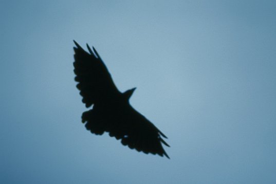 Yemen007 Fan-tailed Raven - Corvus rhipidurus