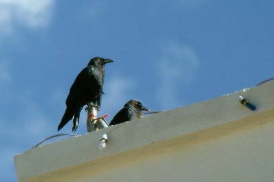 Yemen018 Brown-necked Raven - Corvus ruficollis