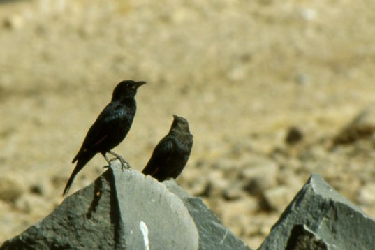 Yemen019 Tristram's Starling - Onychognathus tristramii