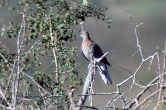 Yemen035 Laughing Dove - Spilopelia senegalensis