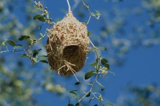 Yemen039 Rüppell's Weaver nest