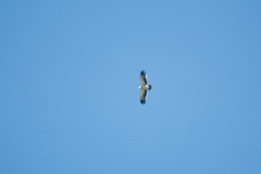 Yemen042 Tawny Eagle - Aquila rapax