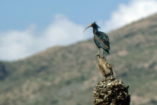 Yemen046 Northern Bald Ibis - Geronticus eremita
