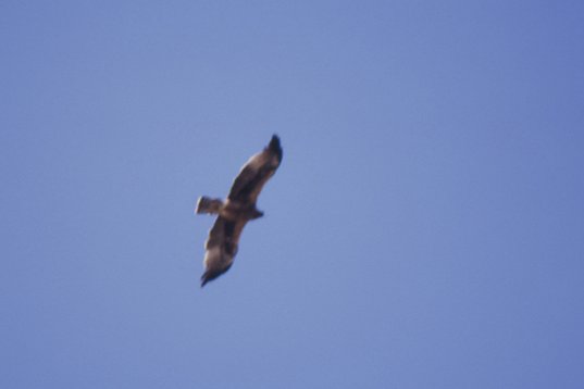 Yemen047 Booted Eagle - Hieraaetus pennata