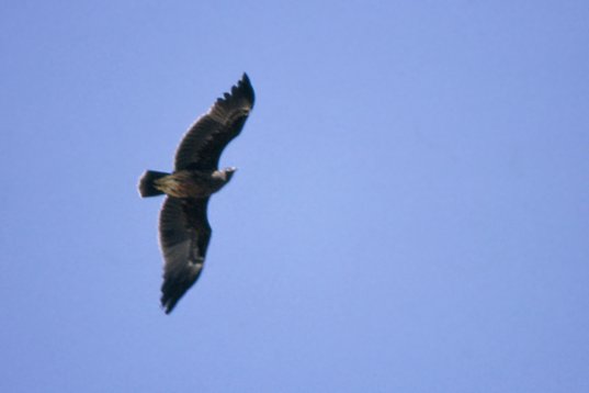Yemen054 Greater Spotted Eagle - Clanga clanga