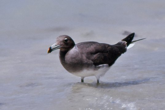 Yemen060 Sooty Gull - Ichthyaetus hemprichii