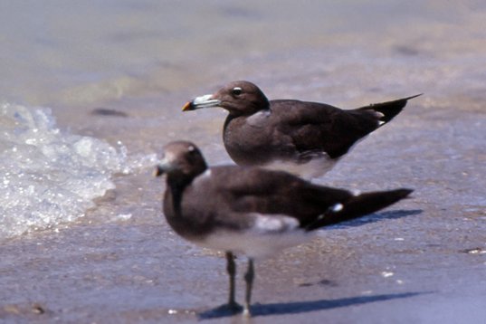 Yemen061 Sooty Gull - Ichthyaetus hemprichii