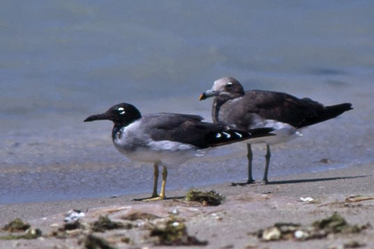 Yemen063 White-eyed Gull - Ichthyaetus leucophthalmus with a Sooty Gull