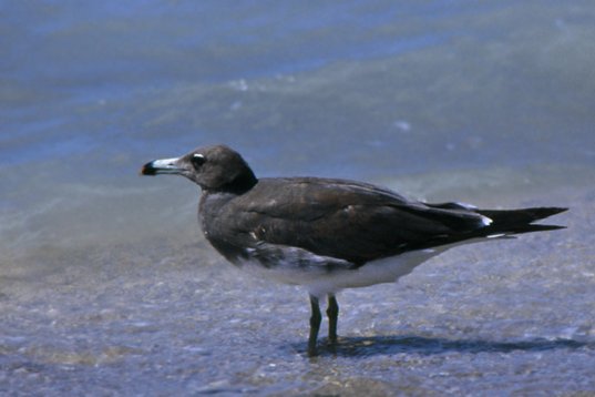 Yemen066 Sooty Gull - Ichthyaetus hemprichii