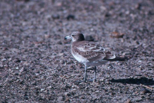 Yemen075 Sooty Gull - Ichthyaetus hemprichii