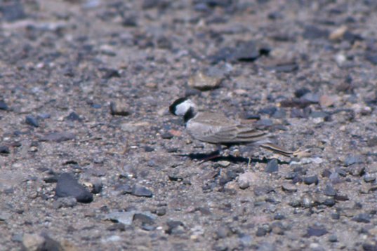 Yemen082 Black-crowned Sparrow-Lark - Eremopterix nigriceps