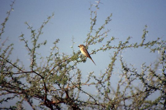 Yemen083 Isabelline Shrike - Lanius isabellinus