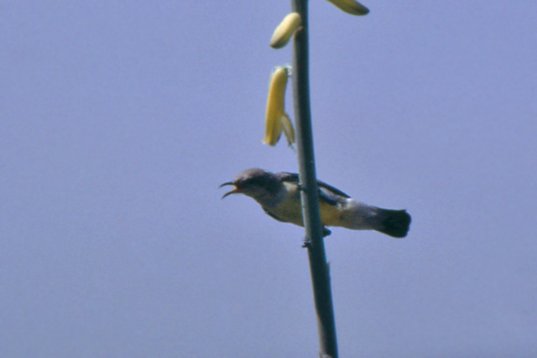 Yemen085 Nile Valley Sunbird - Hedydipna metallica