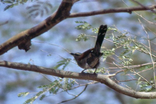 Yemen102 Black-crowned Tchagra - Tchagra senegalus