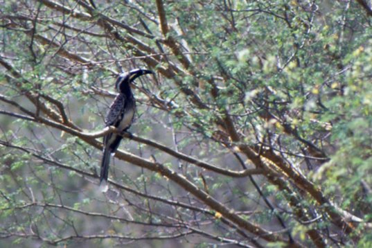 Yemen103 African Grey Hornbill - Tockus nasutus